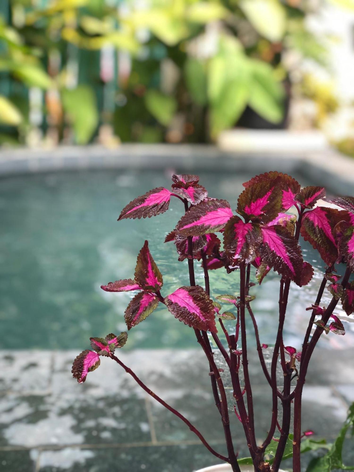 Hoi An Coastal Charm Villa - Jaccuzi Pool - Netflix Tan Thanh Exteriér fotografie